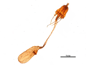  ( - CCDB-15729-C06)  @11 [ ] CreativeCommons - Attribution (2018) CBG Photography Group Centre for Biodiversity Genomics