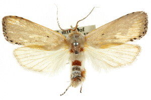  ( - CCDB-15735-B11)  @11 [ ] CreativeCommons - Attribution (2011) CSIRO/CBG Photography Group Centre for Biodiversity Genomics