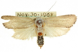  ( - CCDB-15735-C01)  @11 [ ] CreativeCommons - Attribution (2011) CSIRO/CBG Photography Group Centre for Biodiversity Genomics