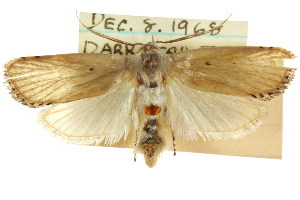  ( - CCDB-15735-C04)  @11 [ ] CreativeCommons - Attribution (2011) CSIRO/CBG Photography Group Centre for Biodiversity Genomics