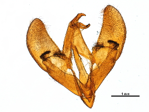  ( - CCDB-15738-B10)  @11 [ ] CreativeCommons - Attribution (2018) CBG Photography Group Centre for Biodiversity Genomics