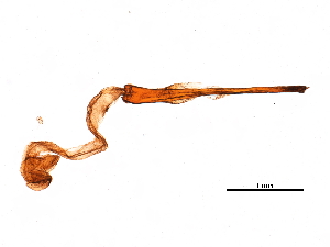  ( - CCDB-15738-B10)  @11 [ ] CreativeCommons - Attribution (2018) CBG Photography Group Centre for Biodiversity Genomics