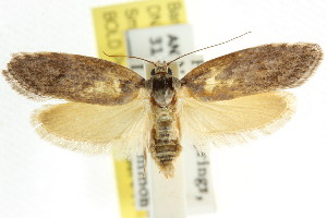  (Lichenaula sp. ANIC48 - CCDB-15743-G07)  @14 [ ] CreativeCommons - Attribution (2011) CSIRO/CBG Photography Group Centre for Biodiversity Genomics