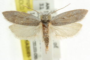  (Lichenaula sp. ANIC54 - CCDB-15743-H10)  @11 [ ] CreativeCommons - Attribution (2011) CSIRO/CBG Photography Group Centre for Biodiversity Genomics