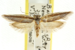  (Lichenaula sp. ANIC114 - CCDB-15746-E08)  @11 [ ] CreativeCommons - Attribution (2011) CSIRO/CBG Photography Group Centre for Biodiversity Genomics