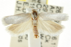  (Lichenaula sp. ANIC118 - CCDB-15747-A03)  @13 [ ] CreativeCommons - Attribution (2011) CSIRO/CBG Photography Group Centre for Biodiversity Genomics