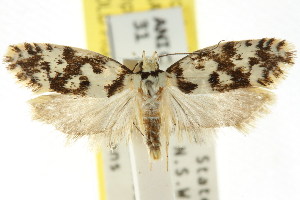  (Lichenaula sp. ANIC37 - CCDB-15747-C04)  @14 [ ] CreativeCommons - Attribution (2011) CSIRO/CBG Photography Group Centre for Biodiversity Genomics