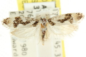  (Lichenaula sp. ANIC151 - CCDB-15748-B11)  @11 [ ] CreativeCommons - Attribution (2011) CSIRO/CBG Photography Group Centre for Biodiversity Genomics