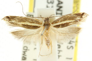  (Lichenaula sp. ANIC155 - CCDB-15748-D03)  @11 [ ] CreativeCommons - Attribution (2011) CSIRO/CBG Photography Group Centre for Biodiversity Genomics