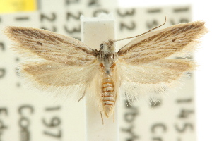  (Lichenaula sp. ANIC199 - CCDB-15749-G05)  @11 [ ] CreativeCommons - Attribution (2011) CSIRO/CBG Photography Group Centre for Biodiversity Genomics