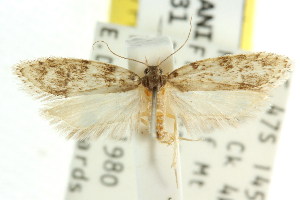  (Lichenaula sp. ANIC247 - CCDB-15752-A06)  @11 [ ] CreativeCommons - Attribution (2011) CSIRO/CBG Photography Group Centre for Biodiversity Genomics