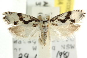  (Lichenaula sp. ANIC249 - CCDB-15752-D09)  @11 [ ] CreativeCommons - Attribution (2011) CSIRO/CBG Photography Group Centre for Biodiversity Genomics