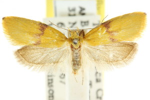  (Heteroteucha xanthisma - CCDB-15757-D07)  @11 [ ] CreativeCommons - Attribution (2011) CSIRO/CBG Photography Group Centre for Biodiversity Genomics