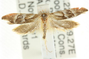  (Trachyzancla sp. ANIC2 - CCDB-15761-H05)  @11 [ ] CreativeCommons - Attribution (2011) CSIRO/CBG Photography Group Centre for Biodiversity Genomics