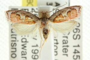  (Euchaetis sp. ANIC22 - CCDB-15763-G04)  @13 [ ] CreativeCommons - Attribution (2011) CSIRO/CBG Photography Group Centre for Biodiversity Genomics