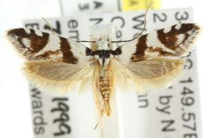  (Oxythecta alternella - CCDB-15779-H11)  @14 [ ] CreativeCommons - Attribution (2011) CSIRO/CBG Photography Group Centre for Biodiversity Genomics