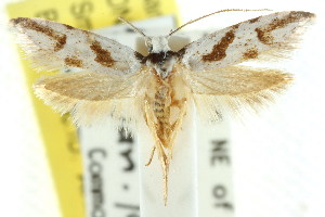  (Oxythecta lygrosema - CCDB-15780-E01)  @14 [ ] CreativeCommons - Attribution (2011) CSIRO/CBG Photography Group Centre for Biodiversity Genomics