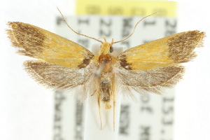  (Epithymema sp. ANIC2 - CCDB-15790-A09)  @13 [ ] CreativeCommons - Attribution (2011) CSIRO/CBG Photography Group Centre for Biodiversity Genomics