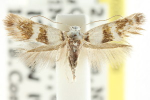  (Notodryas sp. ANIC1 - CCDB-15790-E05)  @13 [ ] CreativeCommons - Attribution (2011) CSIRO/CBG Photography Group Centre for Biodiversity Genomics