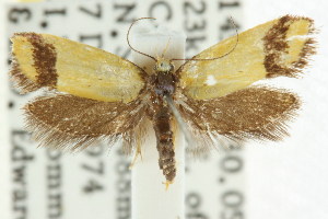  (Isomoralla sp. ANIC6 - CCDB-15792-F11)  @13 [ ] CreativeCommons - Attribution (2011) CSIRO/CBG Photography Group Centre for Biodiversity Genomics