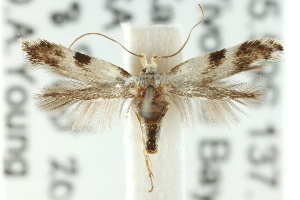  (Opostega sp. ANIC17 - CCDB-15794-E02)  @11 [ ] CreativeCommons - Attribution (2011) CSIRO/CBG Photography Group Centre for Biodiversity Genomics