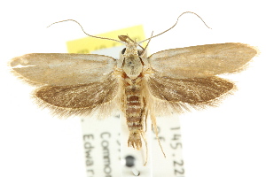  (Philobota laxeuta - CCDB-15795-H07)  @15 [ ] CreativeCommons - Attribution (2011) CSIRO/CBG Photography Group Centre for Biodiversity Genomics