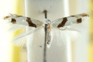  (Leucoptera plagiomitra - CCDB-15799-E06)  @11 [ ] CreativeCommons - Attribution (2011) CSIRO/BIO Photography Group Centre for Biodiversity Genomics