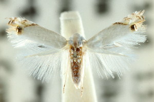  (Leucoptera sp. ANIC1 - CCDB-15799-G03)  @11 [ ] CreativeCommons - Attribution (2011) CSIRO/BIO Photography Group Centre for Biodiversity Genomics