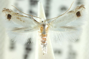  (Leucoptera sp. ANIC2 - CCDB-15799-G05)  @11 [ ] CreativeCommons - Attribution (2011) CSIRO/BIO Photography Group Centre for Biodiversity Genomics