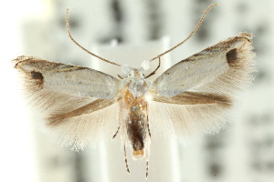  (Leucoptera sp. ANIC2 - CCDB-15799-G07)  @11 [ ] CreativeCommons - Attribution (2011) CSIRO/BIO Photography Group Centre for Biodiversity Genomics