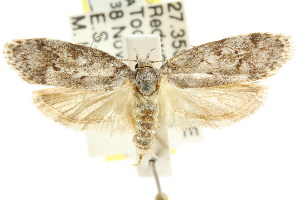  (Philobota napaea - CCDB-15800-H11)  @14 [ ] CreativeCommons - Attribution (2011) CSIRO/CBG Photography Group Centre for Biodiversity Genomics