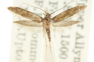  (Zelleria sp. ANIC15 - CCDB-15803-C04)  @11 [ ] CreativeCommons - Attribution (2011) CSIRO/CBG Photography Group Centre for Biodiversity Genomics