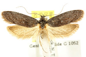  (Philobota sp. ANIC172 - CCDB-15804-E12)  @13 [ ] CreativeCommons - Attribution (2011) CSIRO/CBG Photography Group Centre for Biodiversity Genomics