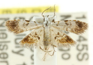  (Araeopteron sp. ANIC3 - CCDB-15805-B07)  @11 [ ] CreativeCommons - Attribution (2011) CSIRO/CBG Photography Group Centre for Biodiversity Genomics