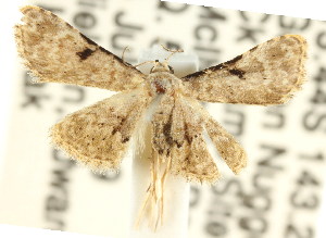  (Araeopteron sp. ANIC5 - CCDB-15805-B12)  @13 [ ] CreativeCommons - Attribution (2011) CSIRO/CBG Photography Group Centre for Biodiversity Genomics