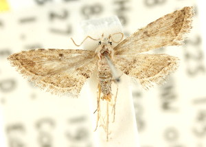  (Araeopteron canescens - CCDB-15805-C06)  @14 [ ] CreativeCommons - Attribution (2011) CSIRO/CBG Photography Group Centre for Biodiversity Genomics