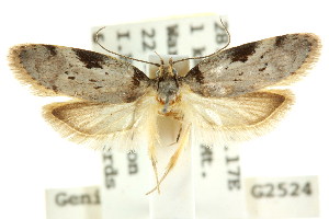  (Philobota sp. ANIC188 - CCDB-15806-D08)  @12 [ ] CreativeCommons - Attribution (2011) CSIRO/CBG Photography Group Centre for Biodiversity Genomics