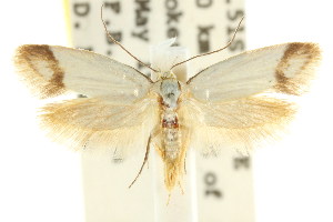  (Prepocosma sp. ANIC13 - CCDB-15808-E03)  @13 [ ] CreativeCommons - Attribution (2011) CSIRO/CBG Photography Group Centre for Biodiversity Genomics