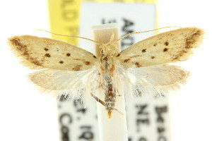  (Atheropla psammodes - CCDB-15827-H03)  @13 [ ] CreativeCommons - Attribution (2011) CSIRO/CBG Photography Group Centre for Biodiversity Genomics