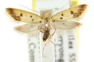  (Atheropla sp. ANIC5 - CCDB-15828-A12)  @13 [ ] CreativeCommons - Attribution (2011) CSIRO/CBG Photography Group Centre for Biodiversity Genomics