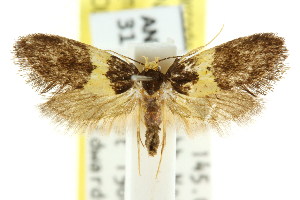  (Syscalma stenoxantha - CCDB-15830-C02)  @14 [ ] CreativeCommons - Attribution (2011) CSIRO/CBG Photography Group Centre for Biodiversity Genomics