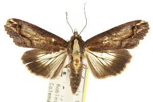  (Lophoptera nama - CCDB-15831-A10)  @15 [ ] CreativeCommons - Attribution (2011) CSIRO/CBG Photography Group Centre for Biodiversity Genomics