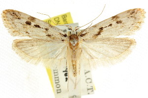  (Barea orthoptila - CCDB-15833-D01)  @14 [ ] CreativeCommons - Attribution (2011) CSIRO/CBG Photography Group Centre for Biodiversity Genomics