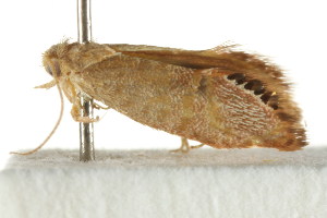  ( - CCDB-15835-H11)  @11 [ ] CreativeCommons - Attribution (2011) CSIRO/CBG Photography Group Centre for Biodiversity Genomics