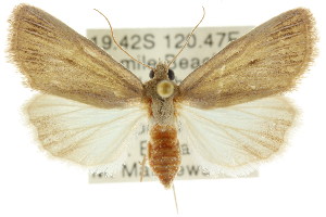  (Heliocheilus albivenata - CCDB-15842-D08)  @15 [ ] CreativeCommons - Attribution (2011) CSIRO/CBG Photography Group Centre for Biodiversity Genomics