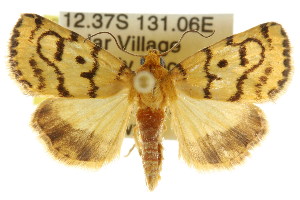  (Heliocheilus flavitincta - CCDB-15842-F09)  @15 [ ] CreativeCommons - Attribution (2011) CSIRO/CBG Photography Group Centre for Biodiversity Genomics