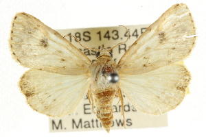  (Heliocheilus neurota - CCDB-15842-H05)  @15 [ ] CreativeCommons - Attribution (2011) CSIRO/CBG Photography Group Centre for Biodiversity Genomics