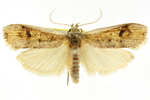  (Cryptophasa sp. ANICP28 - CCDB-15852-H10)  @11 [ ] CreativeCommons - Attribution (2011) CSIRO/CBG Photography Group Centre for Biodiversity Genomics