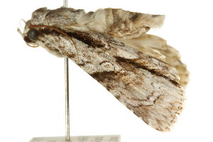  ( - CCDB-15853-D03)  @12 [ ] CreativeCommons - Attribution (2011) CSIRO/CBG Photography Group Centre for Biodiversity Genomics