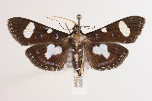  (Glyphodes doleschalii - ANIC Gen No. 000597)  @15 [ ] Copyright (2010) Australia National Insect Collection Australia National Insect Collection